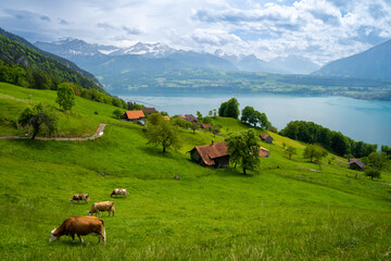 alpine green meadow with cows over Lake Thun in Switzerland