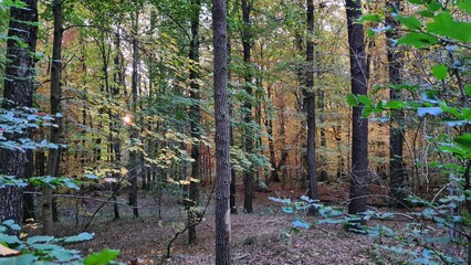 Tief im Wald