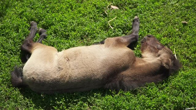Little brown foal sleeps on the grass. The child of the horse fell asleep in the summer in the sun. A baby pony sleeps on a green lawn at a ranch. Free horses on the farm.