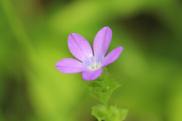 緑を背景に、一輪のピンクのヒナキキョウソウのアップ