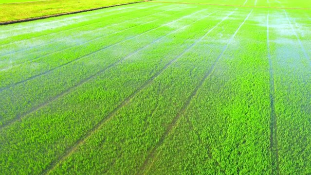 The sapling of the green rice sapling plant. Video of fresh spring rice field green background. green nature background. Rice Industry in Pathum Thani Province, Thailand. 4K drone.
