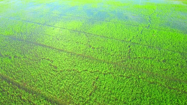 The sapling of the green rice sapling plant. Video of fresh spring rice field green background. green nature background. Rice Industry in Pathum Thani Province, Thailand. 4K drone.
