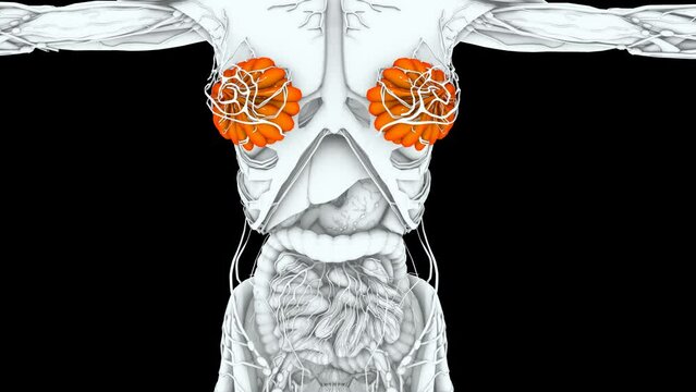 Female Chest Anatomy, animation.Full HD 1920&times;1080.Transparent Alpha video.7 Second Long.