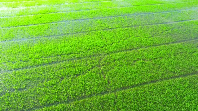 4K Aerial wide view of beautiful green rice sapling fields in the rural of Pathum Thani Province, Thailand. Green nature background.
