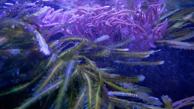 Shooting algae at the bottom of the sea. Beautiful different algae develop by the flow of water. Sea life