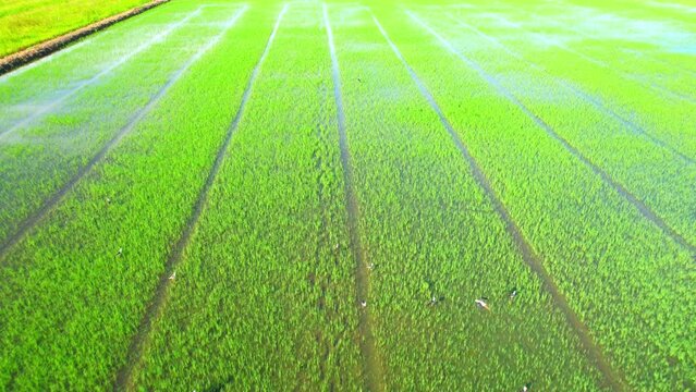 Aerial view of agriculture in rice sapling fields for cultivation. Natural texture for background. green rice paddies in Pathum Thani Province, Thailand. 4K drone.
