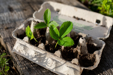 egg tray with srtawberry germinated seed, sunset, wooden background