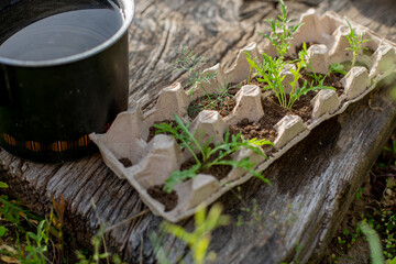 egg tray with arugula germinated seed, sunset, wooden background