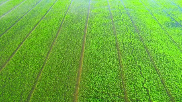 The sapling of the green rice sapling plant. Video of fresh spring rice field green background. green nature background. Rice Industry in Pathum Thani Province, Thailand. 4K drone.
