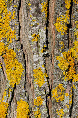 background with old tree bark texture