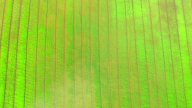 Aerial view of agriculture in rice sapling fields for cultivation. Natural texture for background. green rice paddies in Pathum Thani Province, Thailand. 4K drone.
