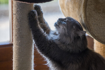 Kater Niki kratzt an seinem Kratzbaum