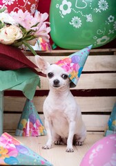 Purebred chihuahua breed white dog with big black eyes and with a cheerful holiday caps around...