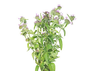 Bouquet of wild basil isolated on white