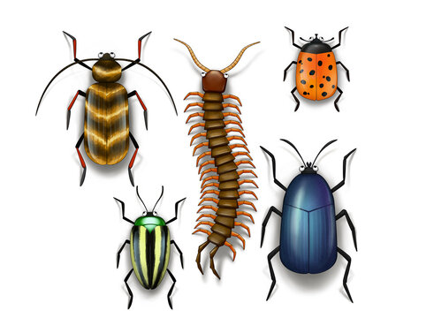 set of different cartoon  insects