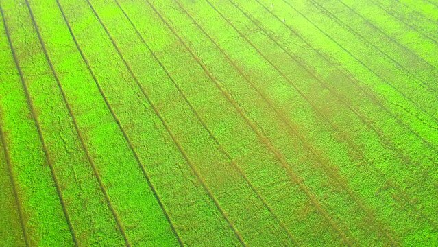The sapling of the green rice sapling plant. Video of fresh spring rice field green background. green nature background. Rice Industry in Pathum Thani Province, Thailand. 4K drone.
