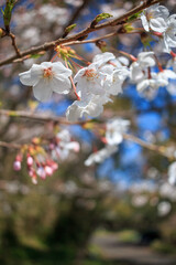 桜の花　春のイメージ