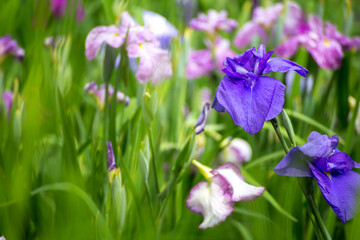 花菖蒲　初夏のイメージ