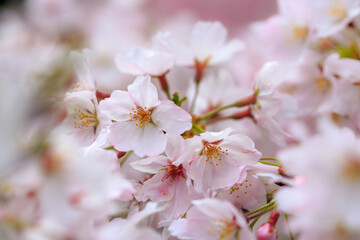 桜の花　春のイメージ