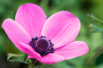 アネモネの花　春のイメージ