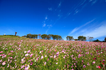 コスモス畑　秋のイメージ