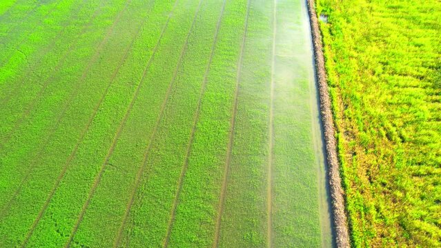Aerial view of agriculture in rice sapling fields for cultivation. Natural texture for background. green rice paddies in Pathum Thani Province, Thailand. 4K drone.
