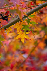 紅葉　秋の和風イメージ