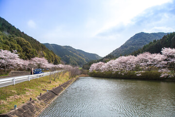 Fototapeta na wymiar 桜とダム　春の風景