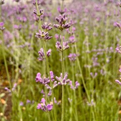 sprigs of lavender close-up, aromatherapy 