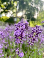 sprig of blooming purple lavender close-up 