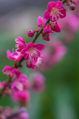 紅梅　初春イメージ