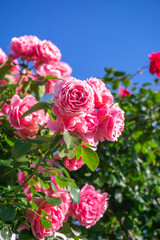 バラの花　初夏のイメージ