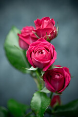 バラの花　初夏のイメージ