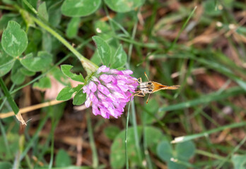 Butterfly of orange tones perched on a flower during the summer.