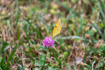 Butterfly of yellow tones perched on a flower during the summer in an unmodified natural environment.
