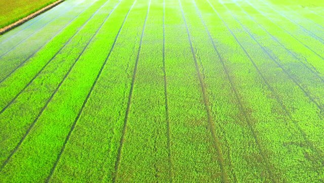 The sapling of the green rice sapling plant. Video of fresh spring rice field green background. green nature background. Rice Industry in Pathum Thani Province, Thailand. 4K drone.
