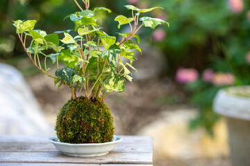 苔盆栽　和風イメージ