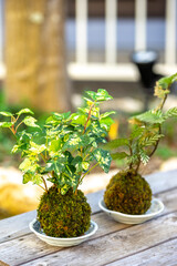 苔盆栽　和風イメージ