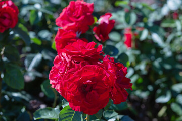 The texture of the bush is pink roses or wild rose, vegetable background.