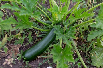 Growing green zucchini in the grass in the garden bed.