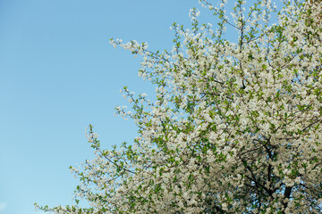 Background from blossoming branches of cherry on blue sky