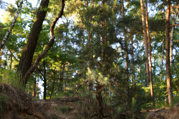 Fototapeta na wymiar Summer forest in the suburbs, Dzerzhinsky, Russia.
