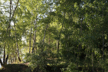 Summer forest in the suburbs, Dzerzhinsky, Russia.