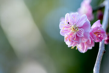 紅梅　初春イメージ