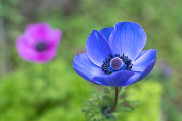 アネモネの花　春のイメージ