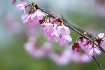 桜の花　春のイメージ