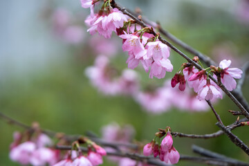 桜の花　春のイメージ