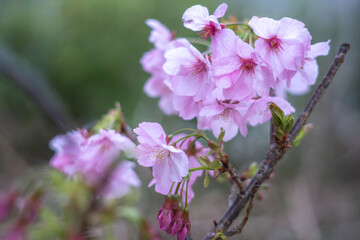 桜の花　春のイメージ