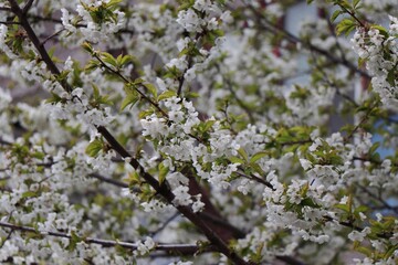 Creative layout of blossom in spring of white beautiful little flower in the park.