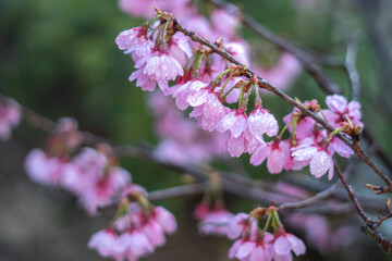 桜の花　春のイメージ
